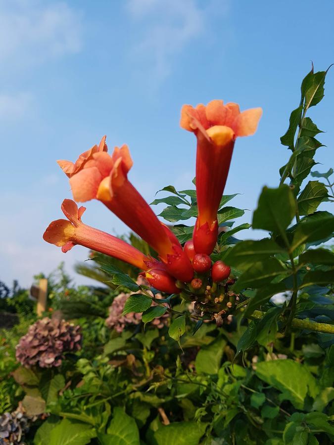 Jeju Eco Suites Seogwipo Eksteriør billede